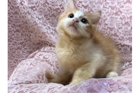 成約済の三重県のサイベリアン-63286の8枚目